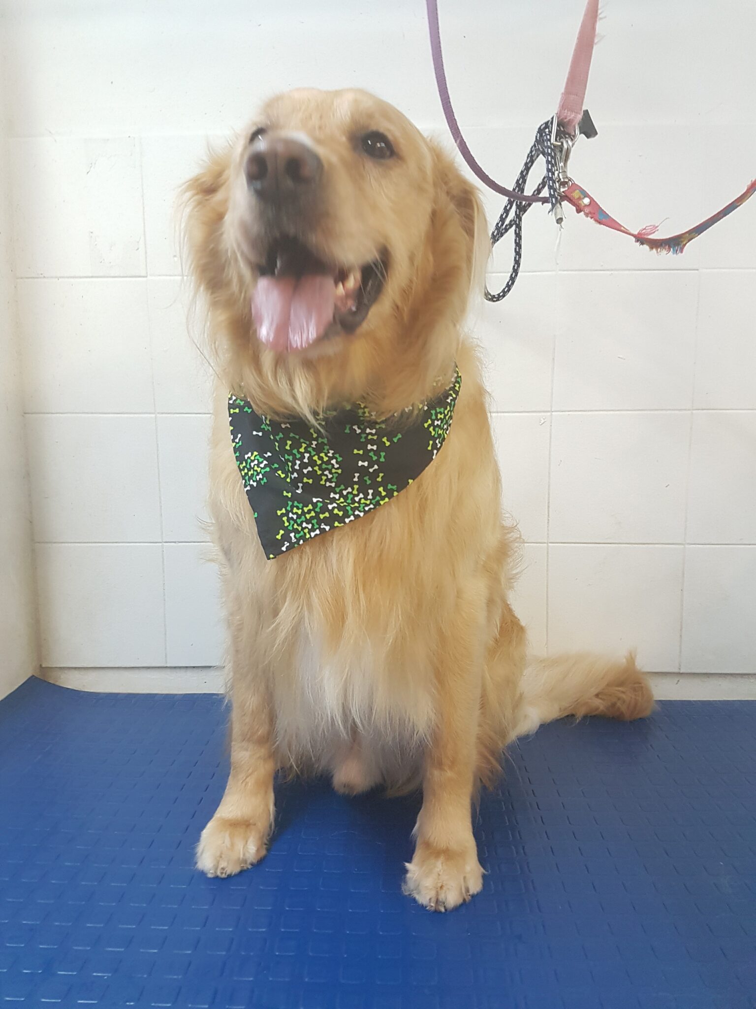 Grooming Peluqueria y Baños Clinica Veterinaria Rufolandia 24 horas