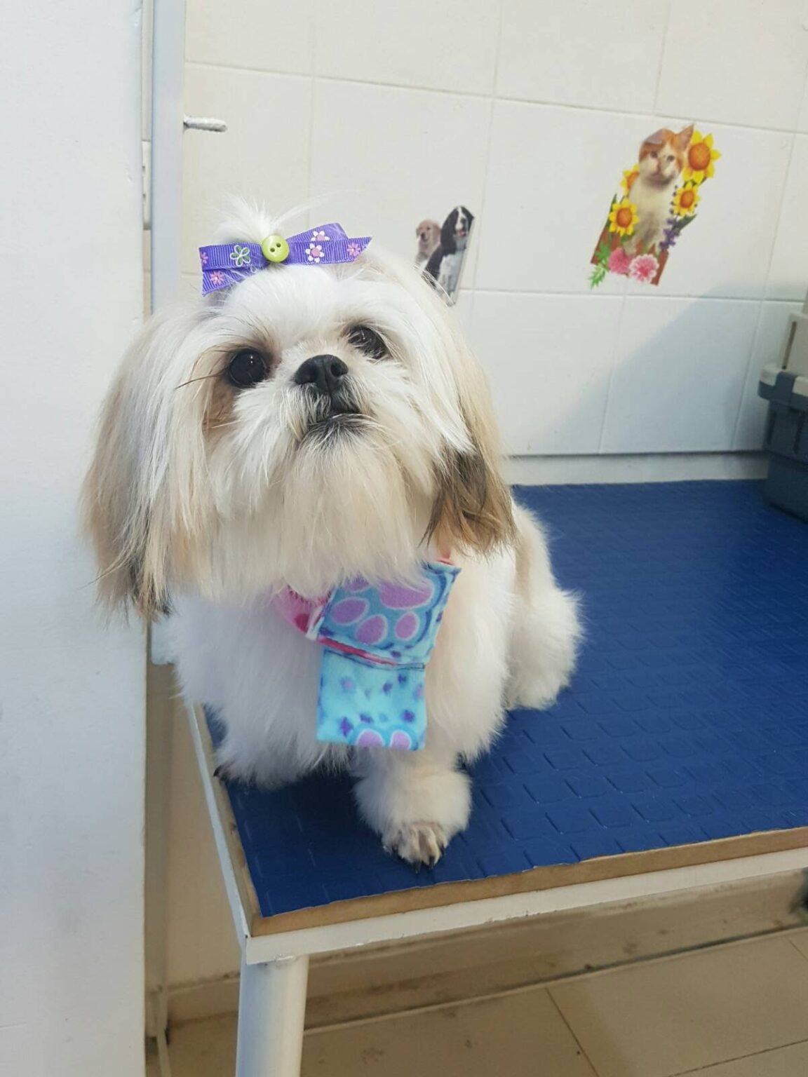 Grooming Peluqueria y Baños Clinica Veterinaria Rufolandia 24 horas